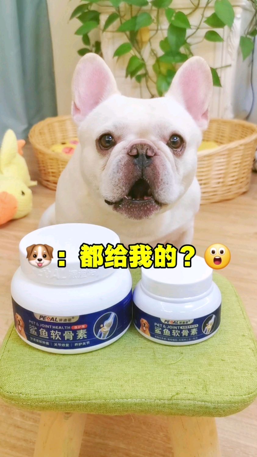 狗腿子还是得鲨鱼软骨素来养护!