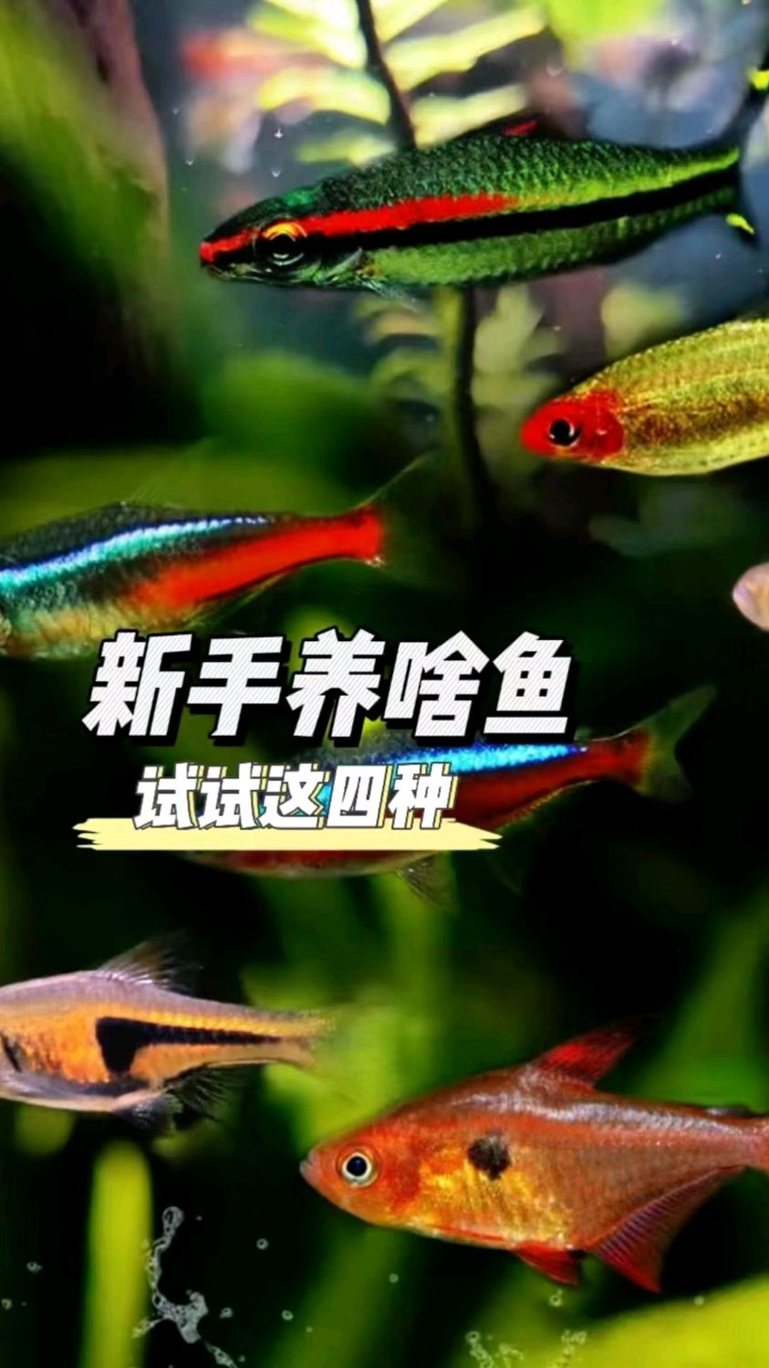 推荐四种好养活热带小型鱼,最后一种对水质要求相对较高一些