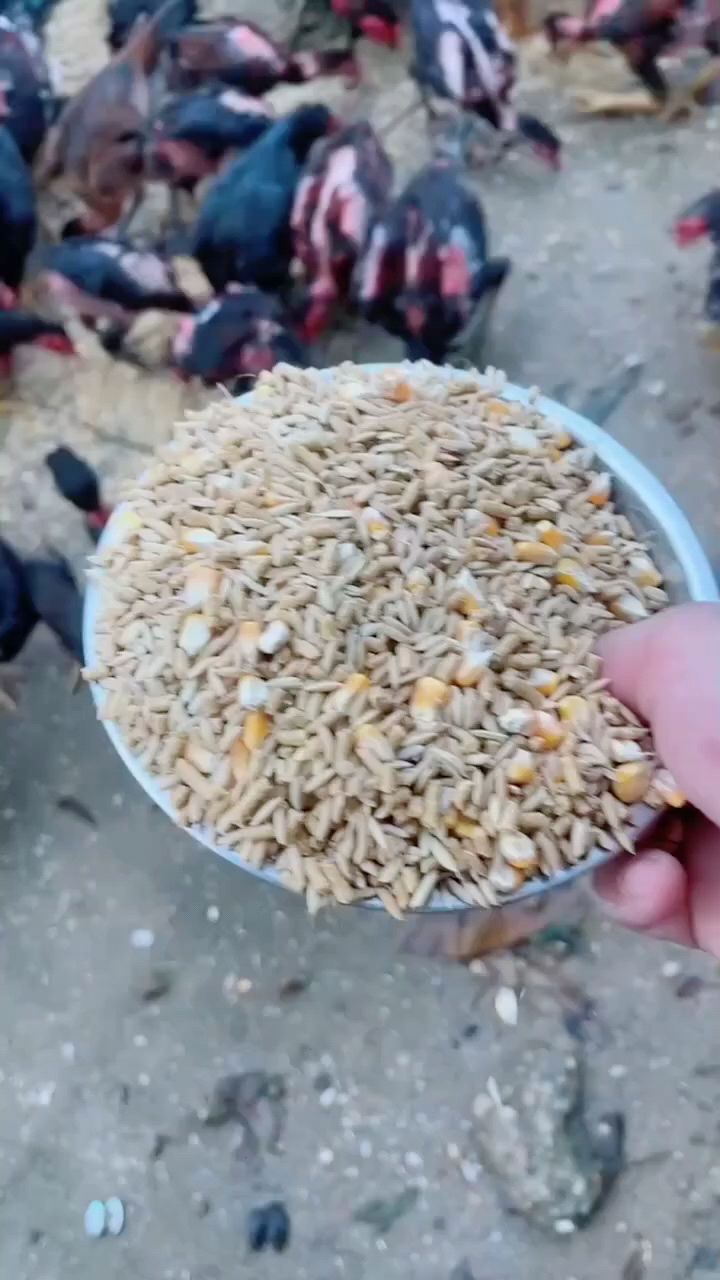 小鸡吃什么东西长得快?