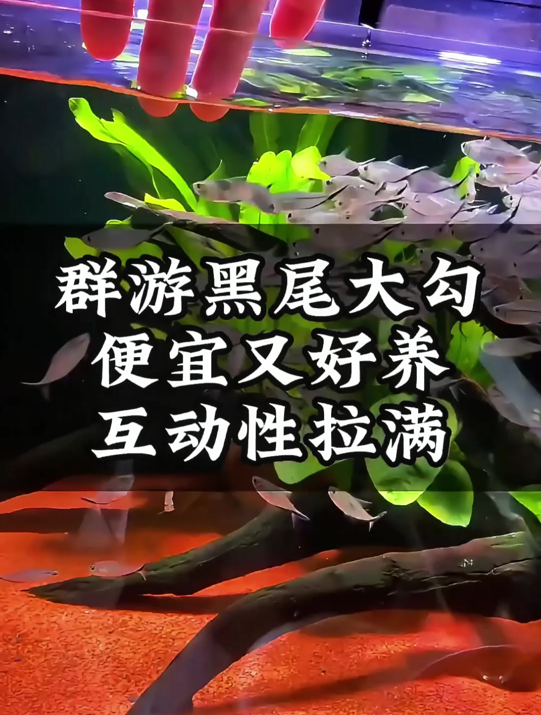 若想养好看且群游的观赏鱼,黑尾大勾值得一试,新手鱼友好伙伴!
