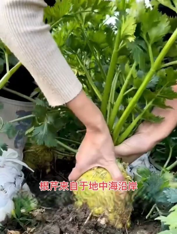 这种芹菜长着“肚子”,茎和叶子都能食用,现在种的人少了!