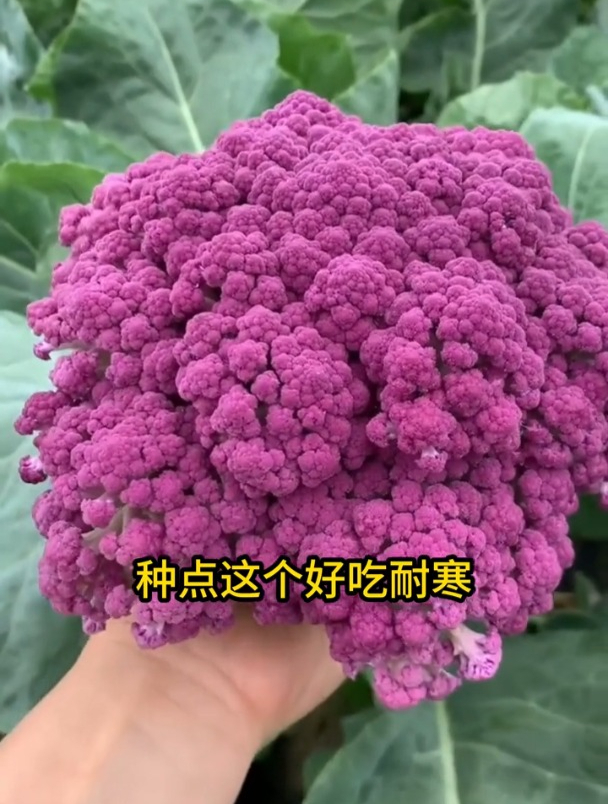 花菜种植新品种,外表紫色可以生吃,营养还特别丰富