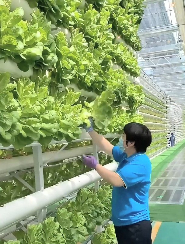 无土栽培的蔬菜,既干净又卫生,充分展现了劳动人民的无穷智慧