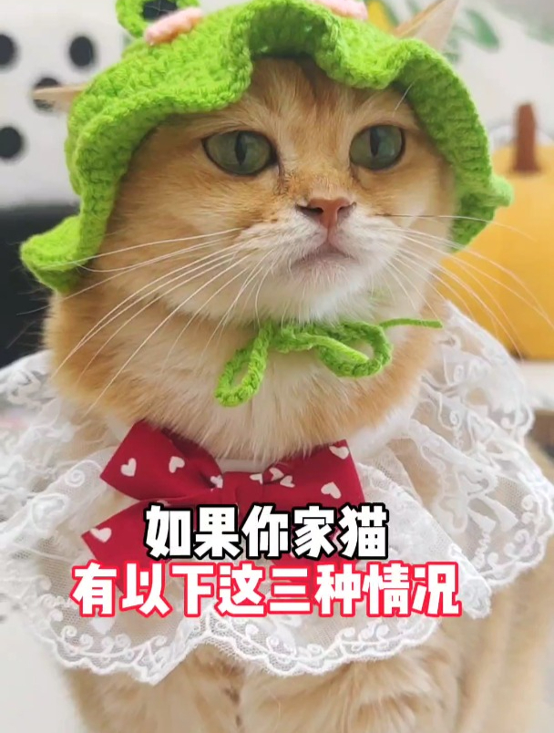 前几天我家猫经常呕吐还母鸡蹲!赶紧送去检查!原来是肚里有毛了