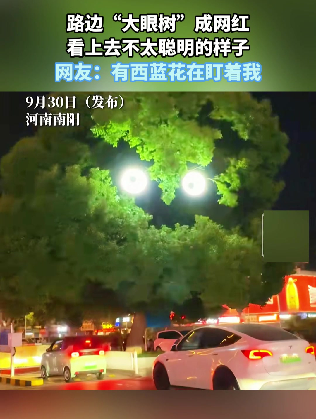 路边大眼树成网红,看上去不太聪明的样子,网友:有西蓝花在盯我