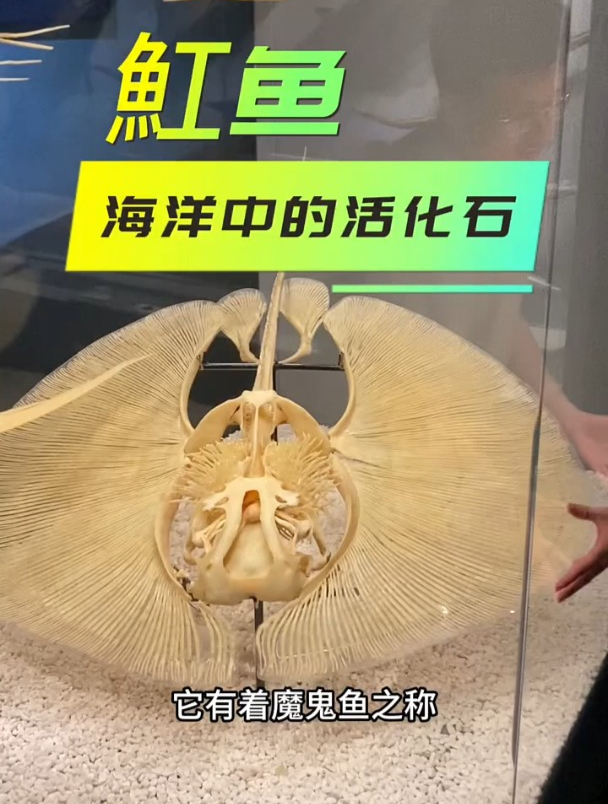 魟鱼,海洋中的活化石