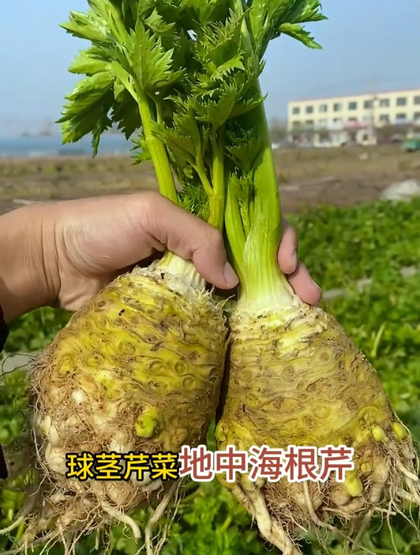 芹菜还在吃叶子?根茎成了“流行菜”,随便种一棵能吃两年!