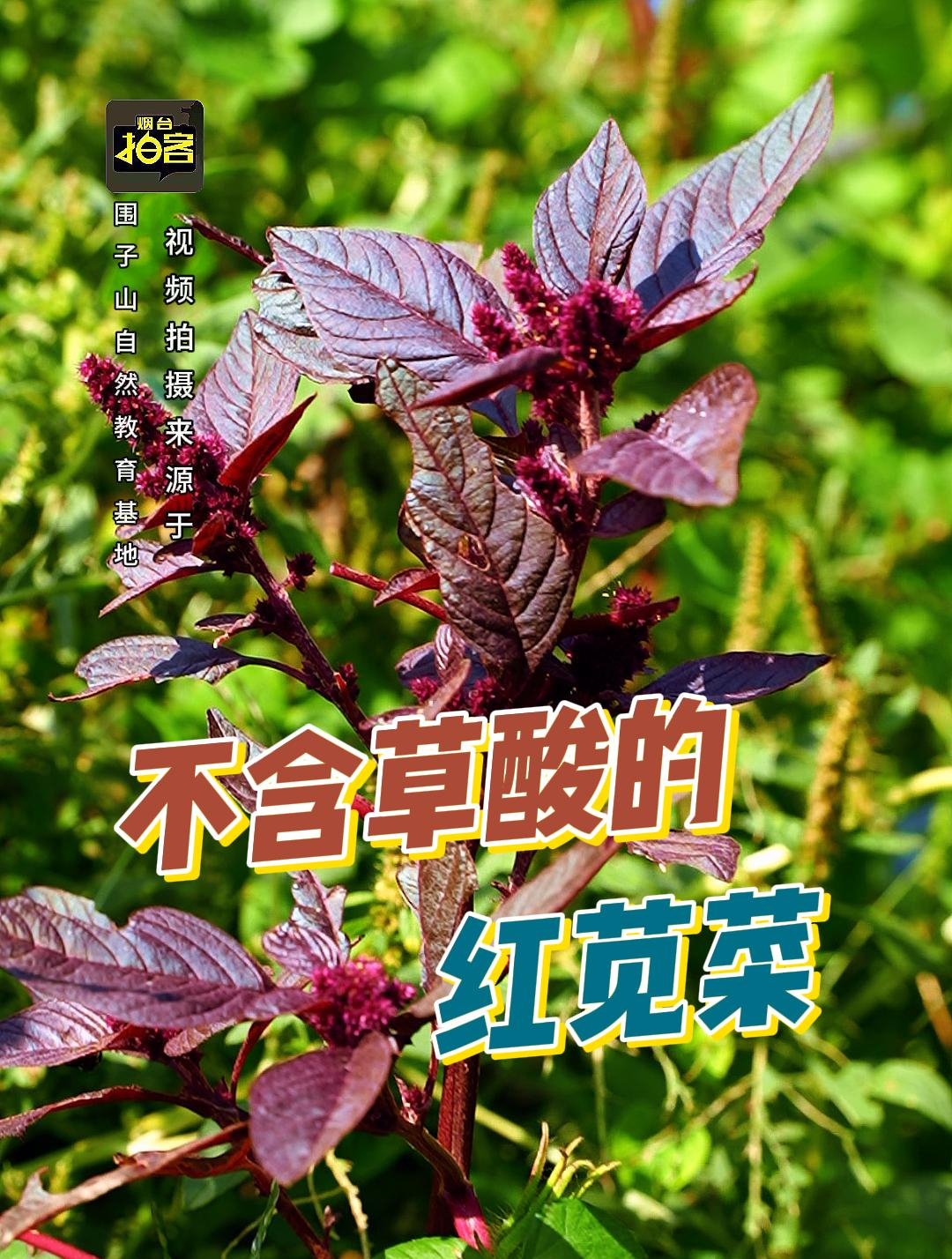 红苋菜又名红米苋,村里的老先生常把它的根挖回家,你了解它吗?
