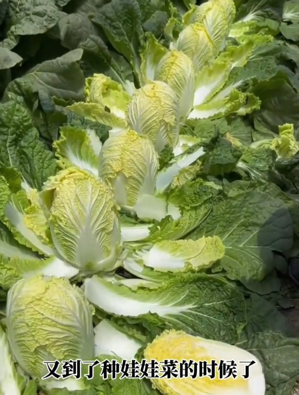 播种到收获才需要50多天,娃娃菜健康又好吃,现在正当种!
