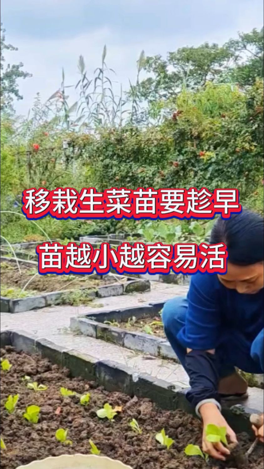 移栽生菜苗要趁早,苗越小越容易活
