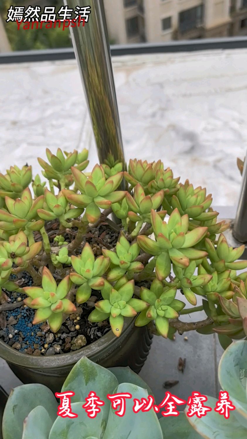 红日是一款夏季可以全露养的多肉,太优秀了,推荐大家养它