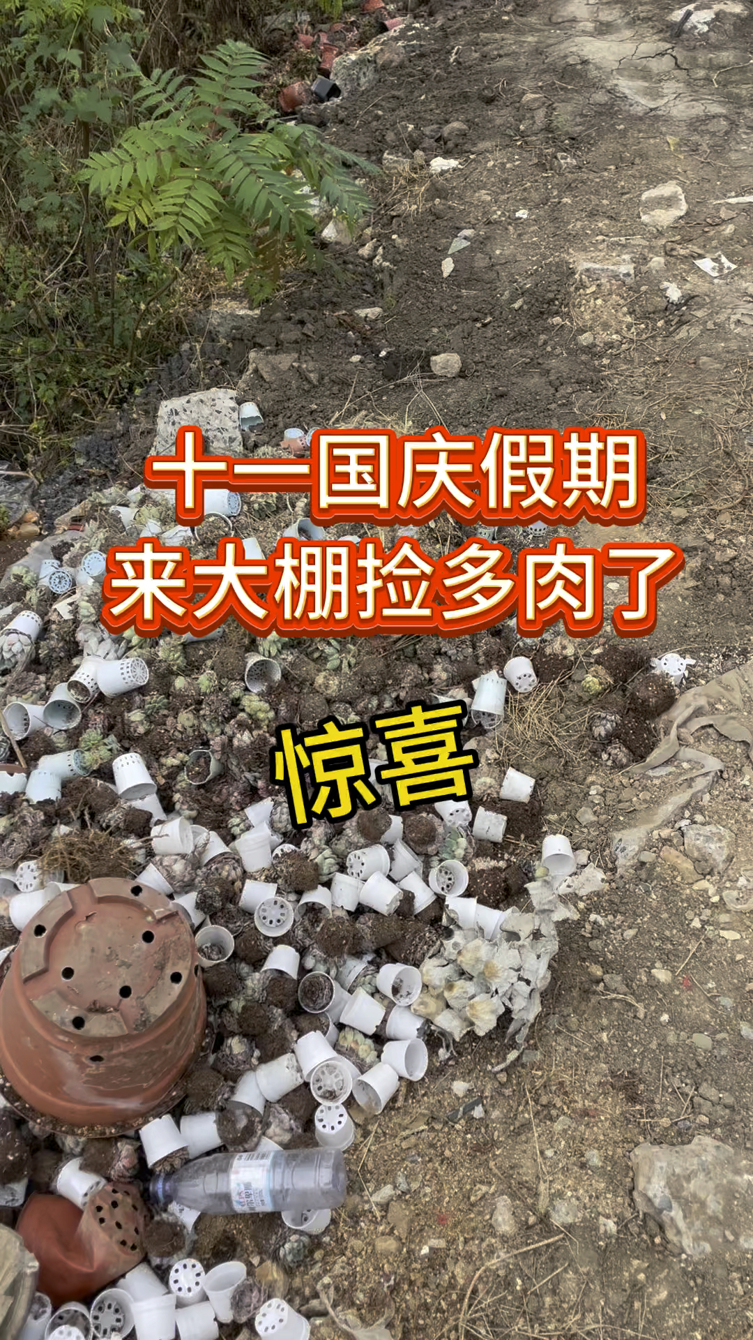 土豪大棚主把多肉都扔了,国庆假期来大棚捡多肉了#多肉植物 #大连同城 #多肉不要了