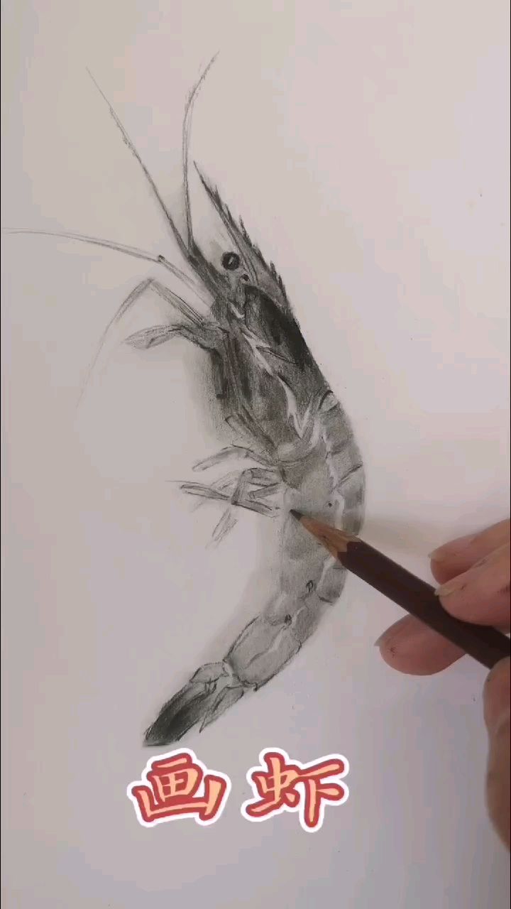 素描教学 画虾 绘画教程