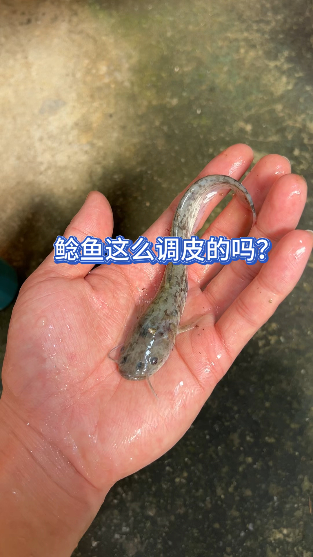 鲶鱼这么调皮的吗?