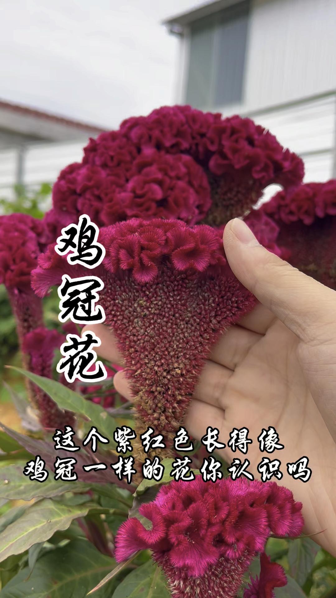 鸡冠花,一种对女性非常友好的神奇植物!