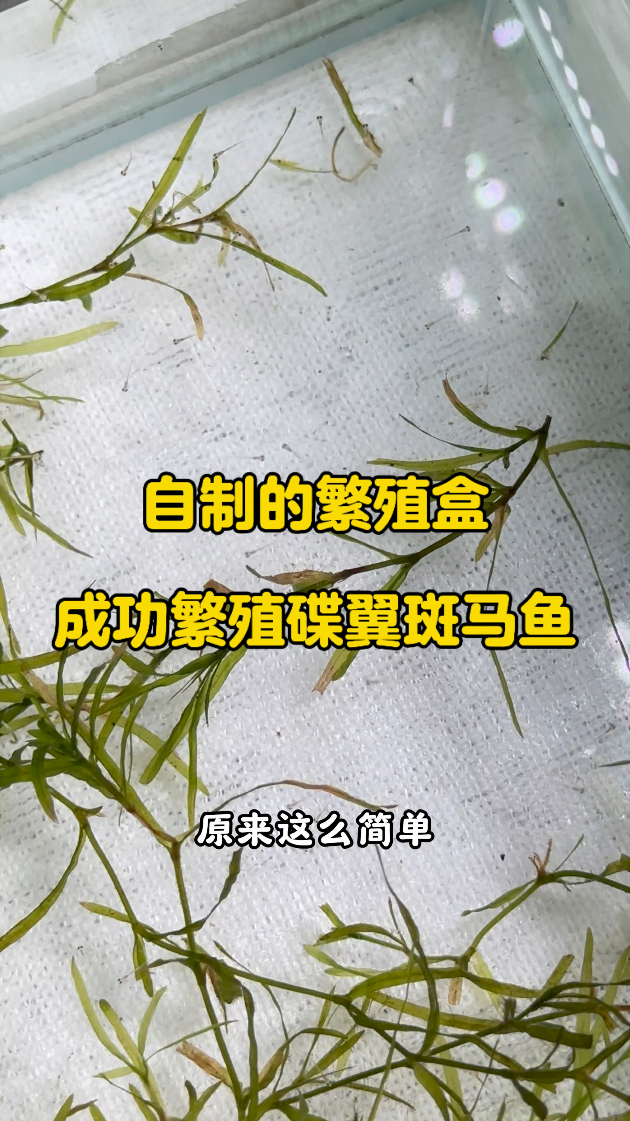 简简单单制作的繁殖隔离盒,竟然真的把蝶翼斑马鱼繁殖出来了