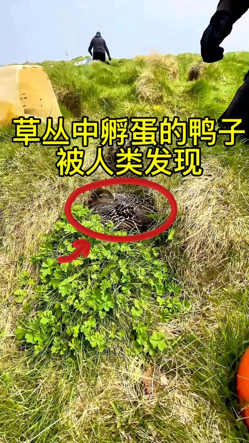 草丛中孵蛋的鸭子,被人类发现,无情的抢走了鸭绒!