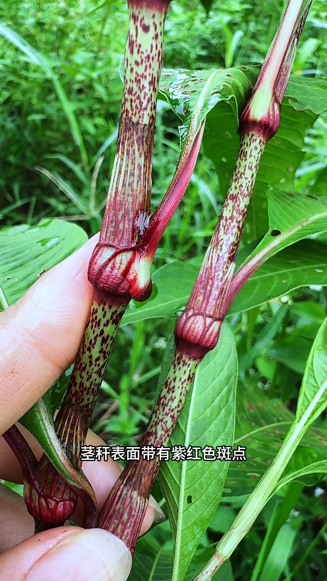 辣蓼草也叫醉鱼草,老一辈的村里人喜欢摘它的叶子晒干磨成粉末