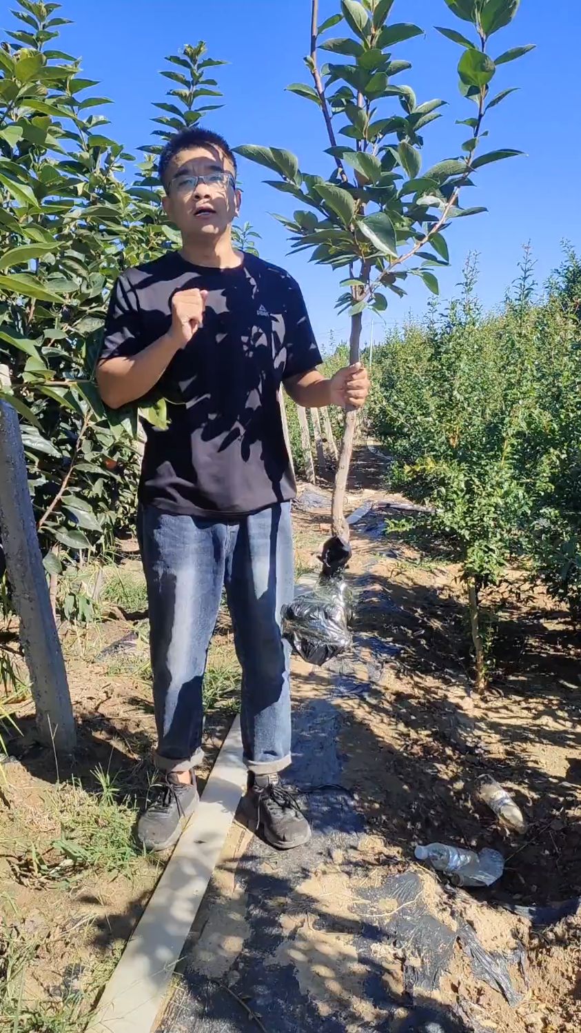 巧克力脆甜柿子树苗,适合南北方种植,口感脆甜无需脱涩