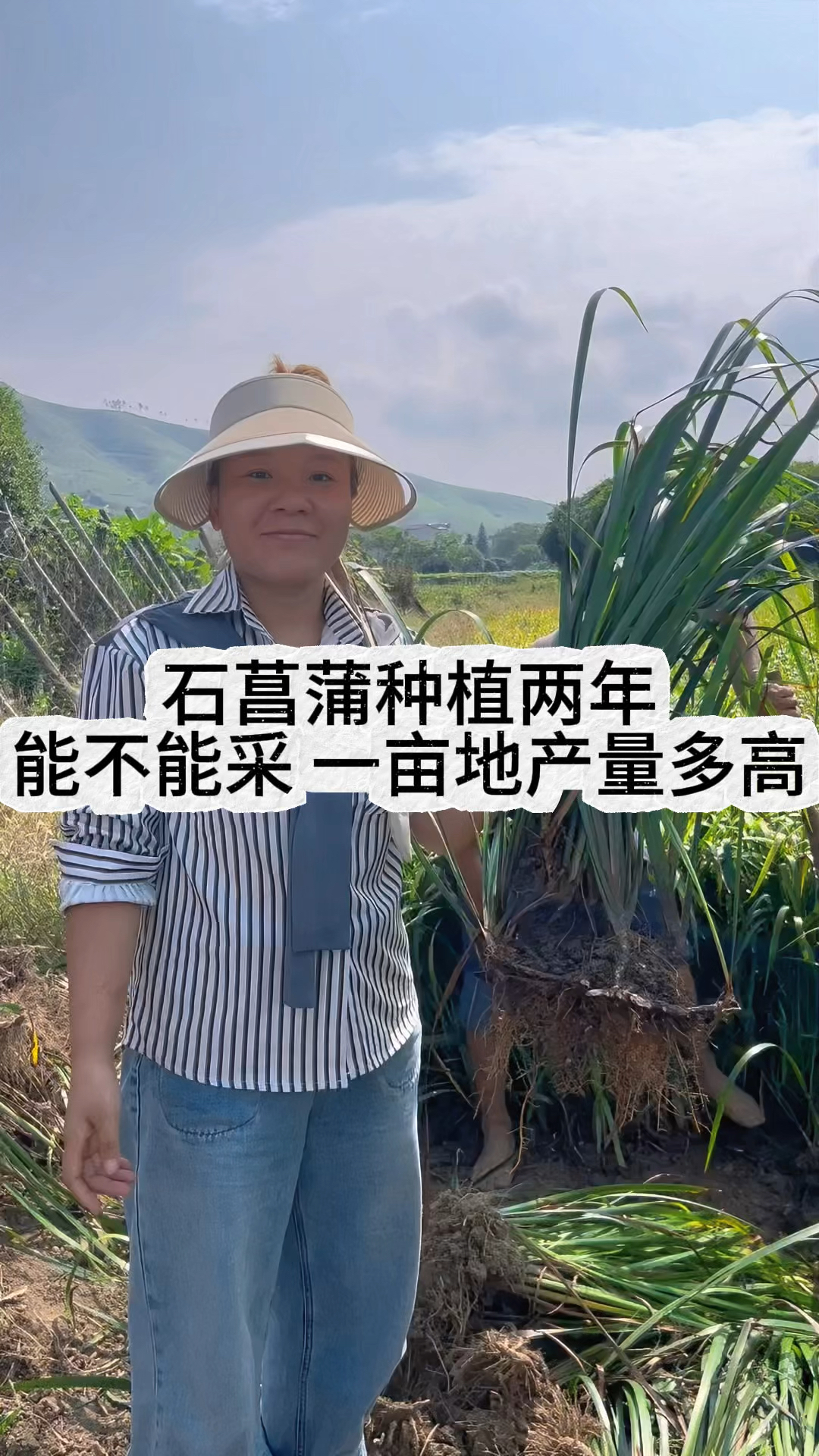 种植两年的石菖蒲,一亩地的产量有多少