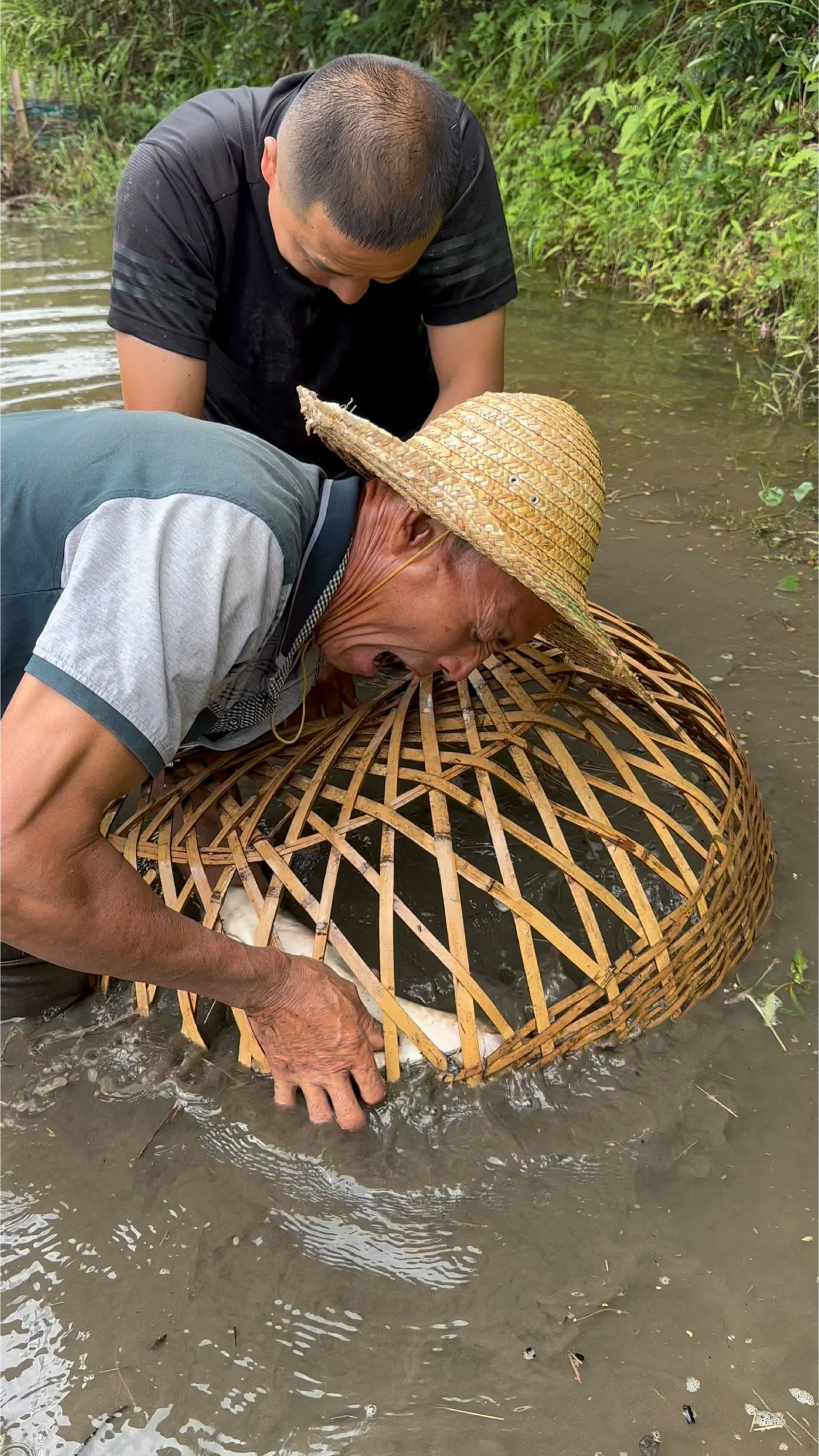 这种抓鱼方式和金黄色的草鱼你们见过吗?