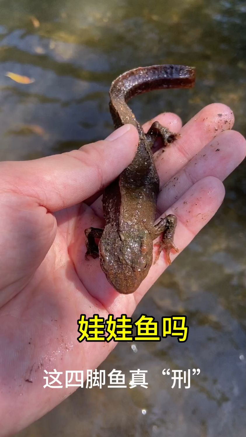 这四脚鱼真刑,我动也不敢动,神奇动物在江门