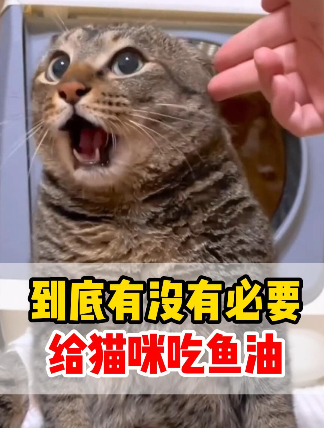 到底有没有必要给猫咪吃鱼油?