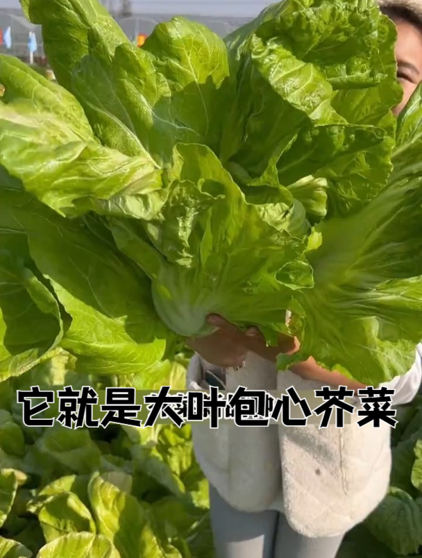 一个芥菜半人高,叶片可用来腌酸菜,一棵够全家吃半年
