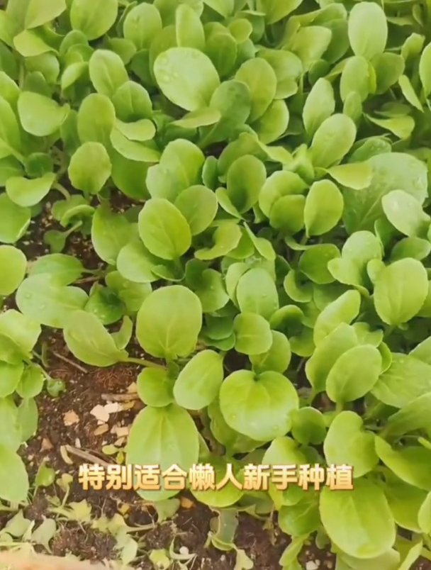 鸡毛菜口感鲜嫩,长得快,扔几粒长一大片!