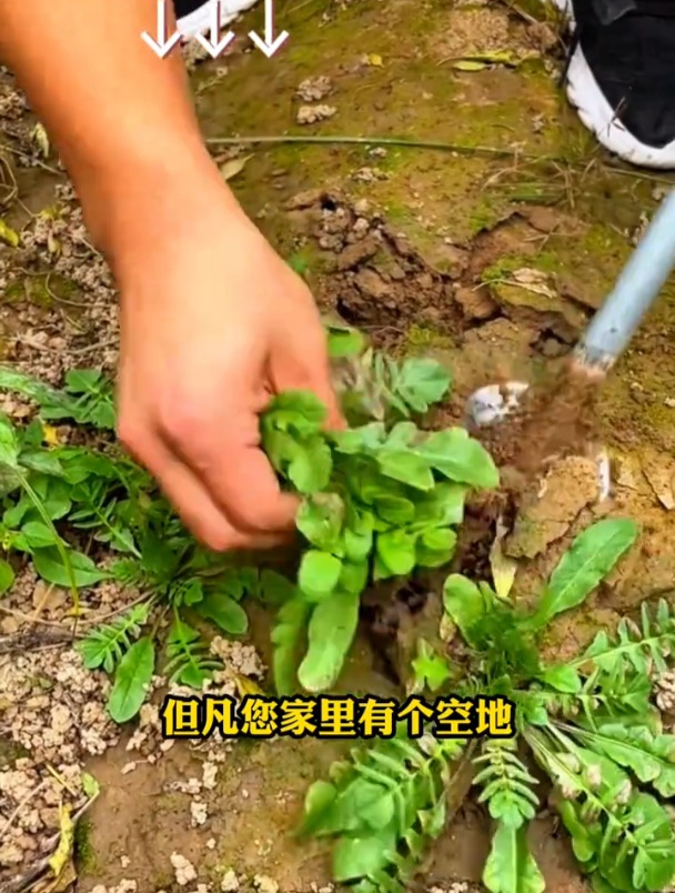 荠菜好吃美味,种子丢哪儿长哪儿,一直采收到来年!