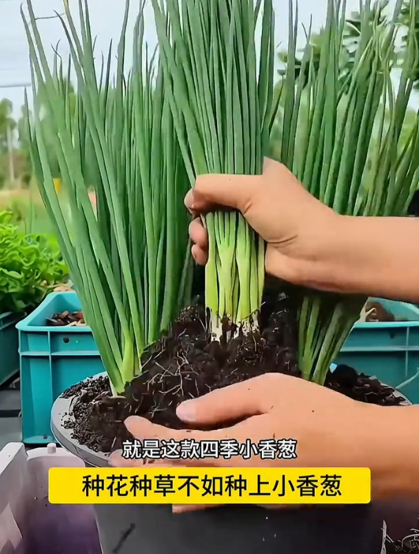 新品种分多多小葱,几粒种子长爆盆!