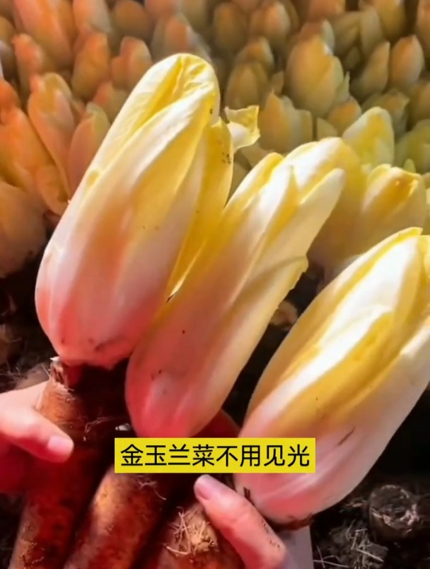不需要晒太阳,罕见的金玉兰,种一次吃十年!