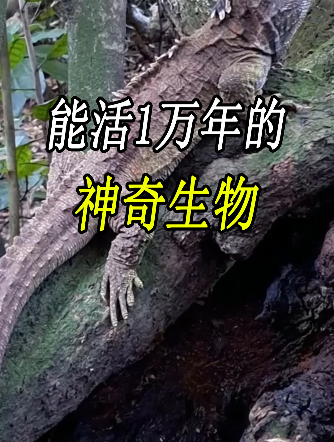哪种动物寿命最长?最后一种动物,竟然从冰河世纪活到现在!