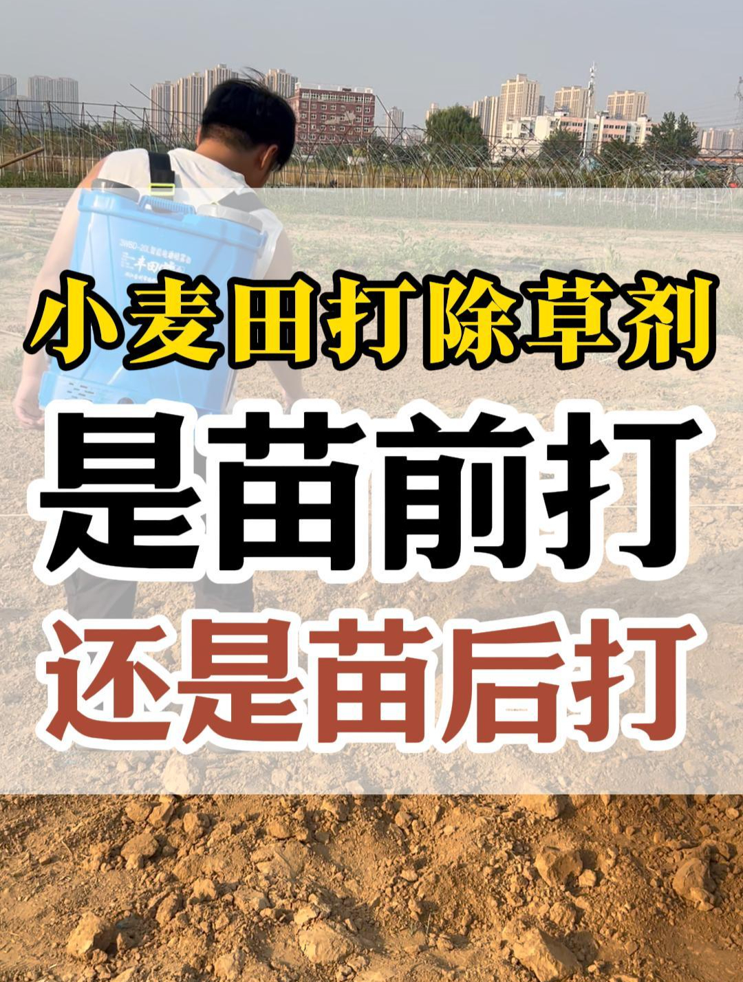 小麦田打除草剂,是苗前打封闭除草剂的好?还是苗后打好呢?