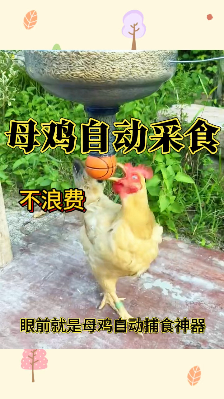 母鸡自动采食,一点不浪费