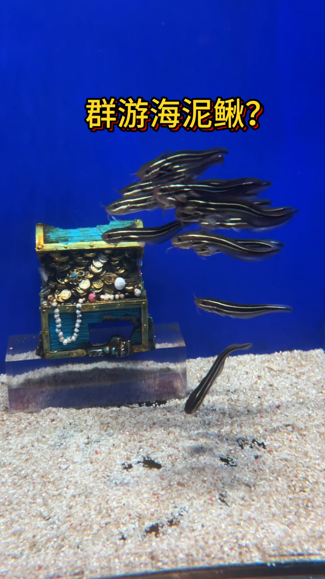 群游的海泥鳅???