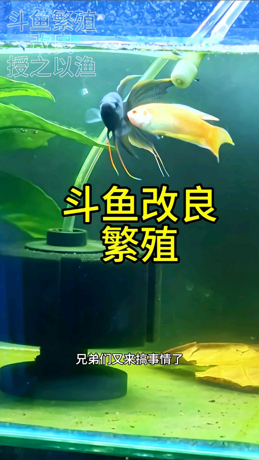 斗鱼繁殖改良 #斗鱼繁殖#斗鱼改良 斗鱼这么多品种是怎么来的