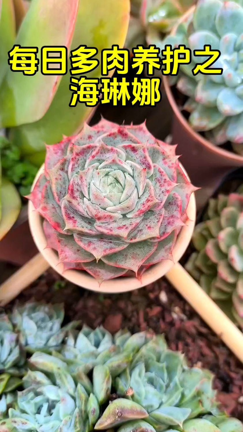 海琳娜是不是最好养的月影?