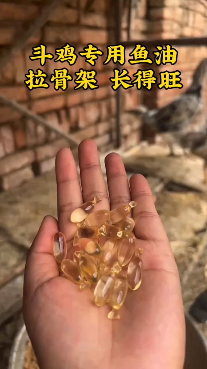 斗鸡专用鱼肝油长得好。