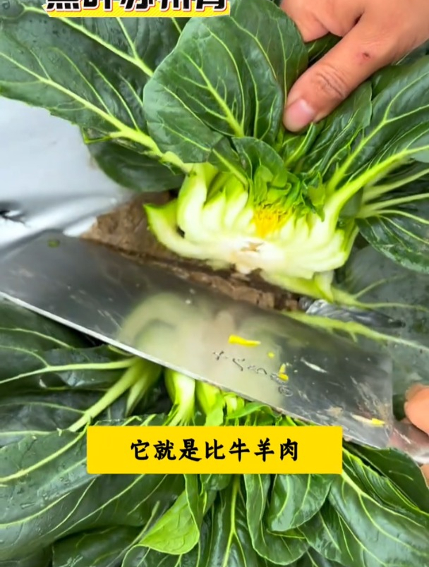 黑叶苏州青好吃,不用复杂管理,丢几粒种子长一片