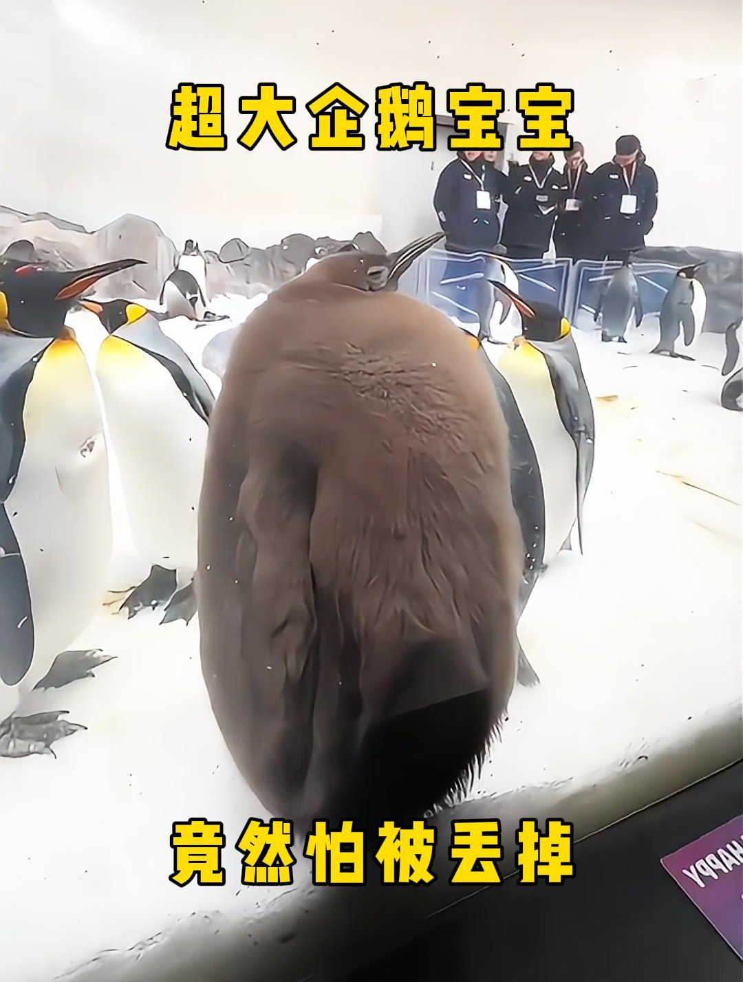 超大企鹅宝宝,竟然怕被丢掉!