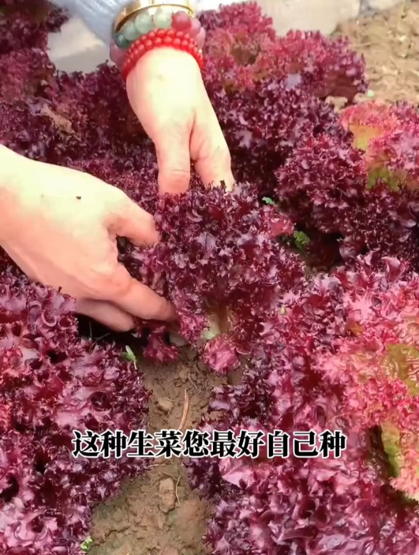 不挑季节不生虫,这种生菜口感甜脆,撒点种子足够全家吃