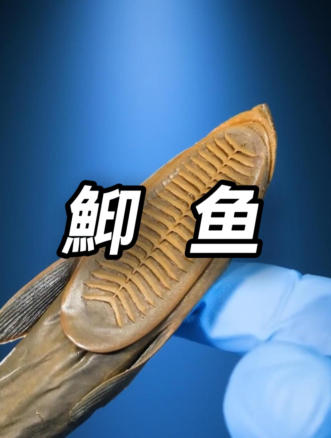 海洋里面最懒的鱼