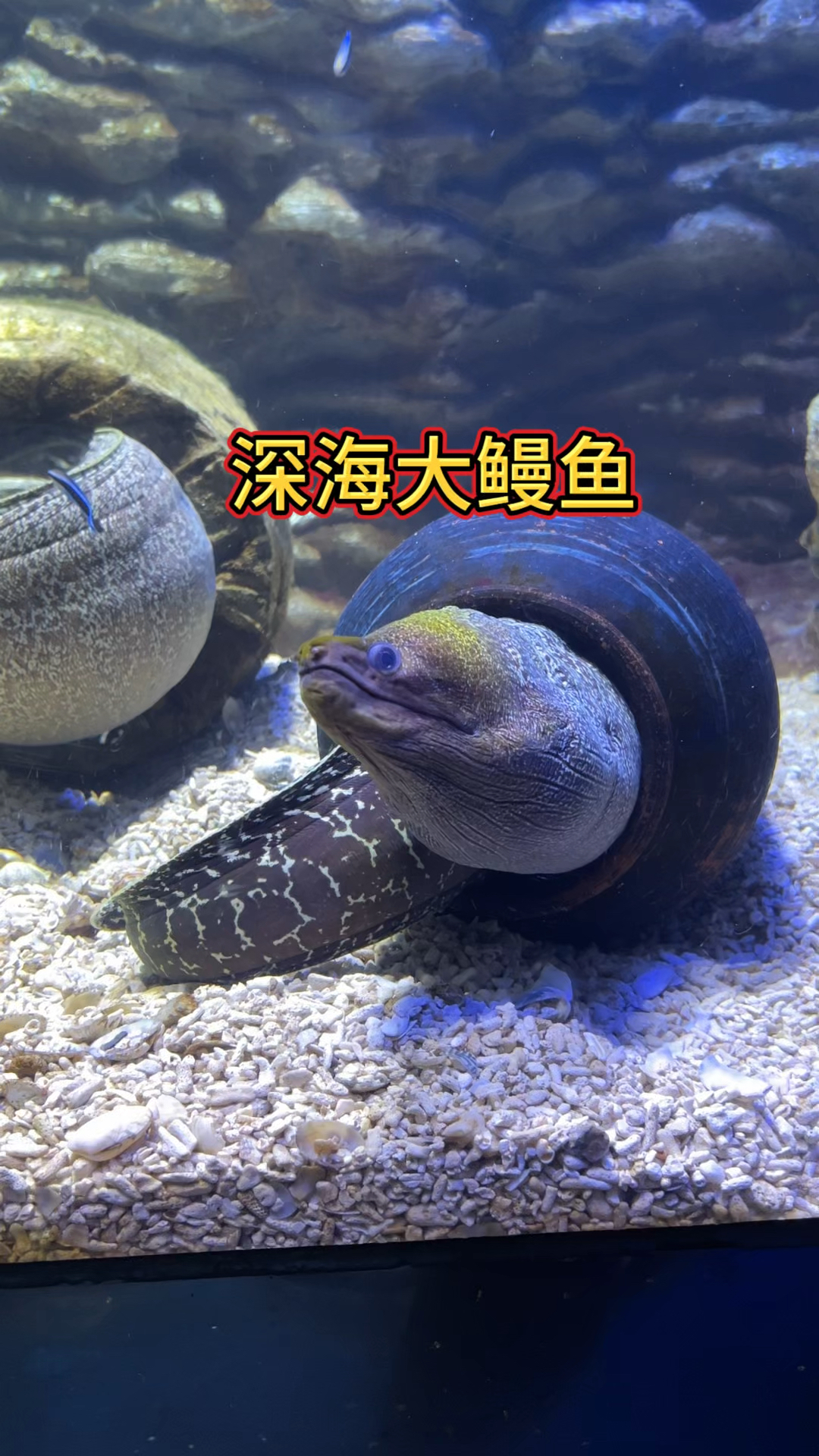 深海大鳗鱼????