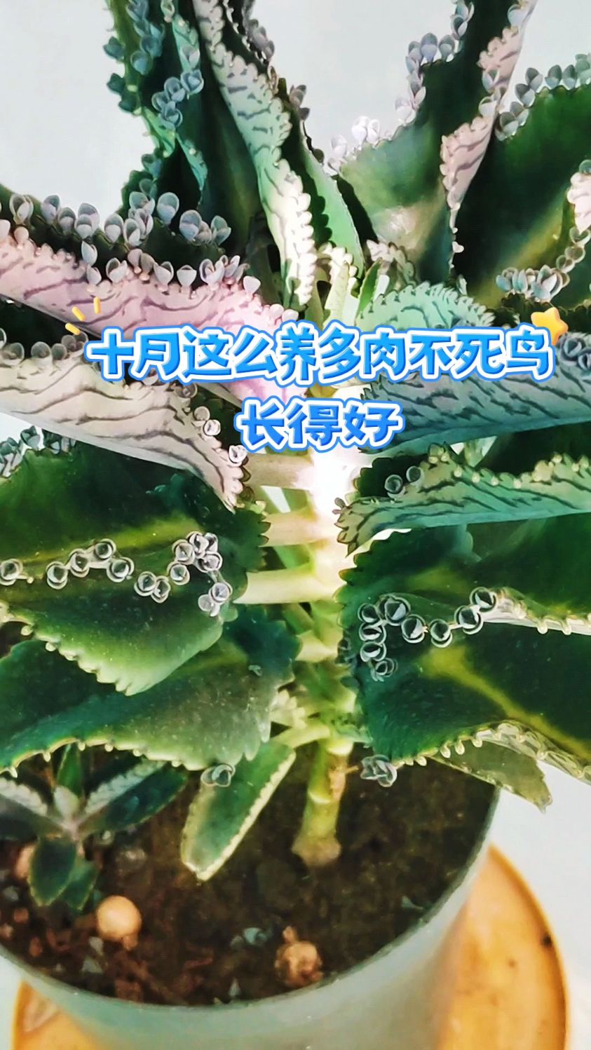 十月这么养多肉不死鸟,长得好