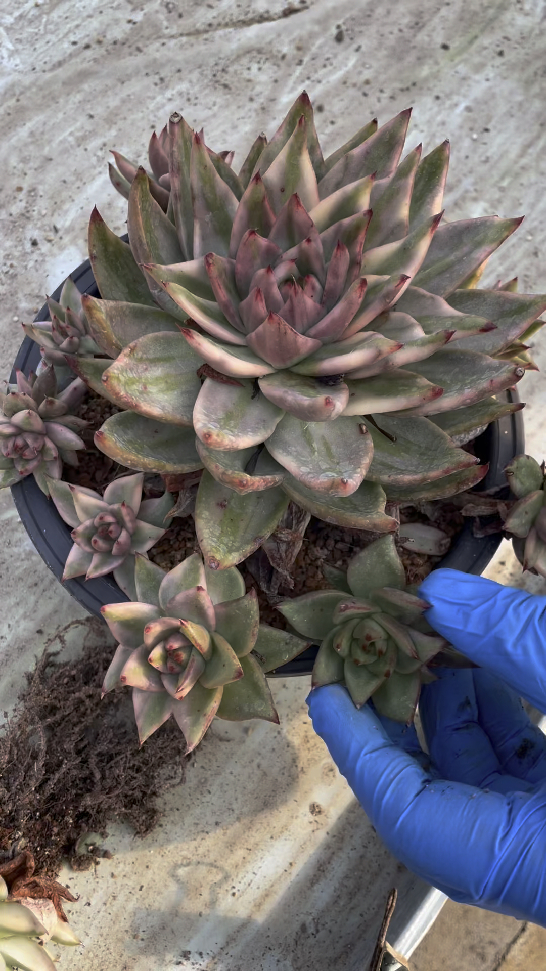 3年前RMB600在韩国买的正版大单头艾克魂锦,基因纯正一代血统,如今儿孙满堂也算圆满