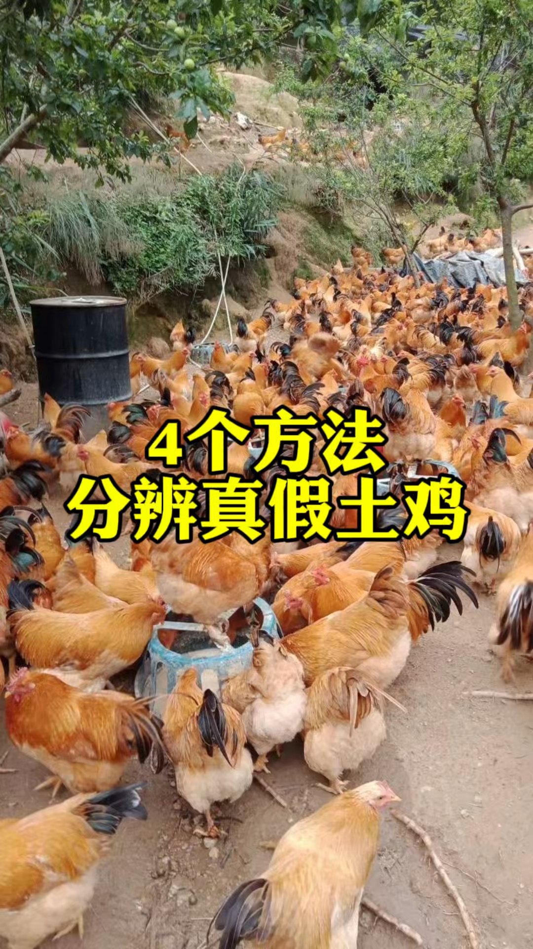 4个方法分辨真假土鸡