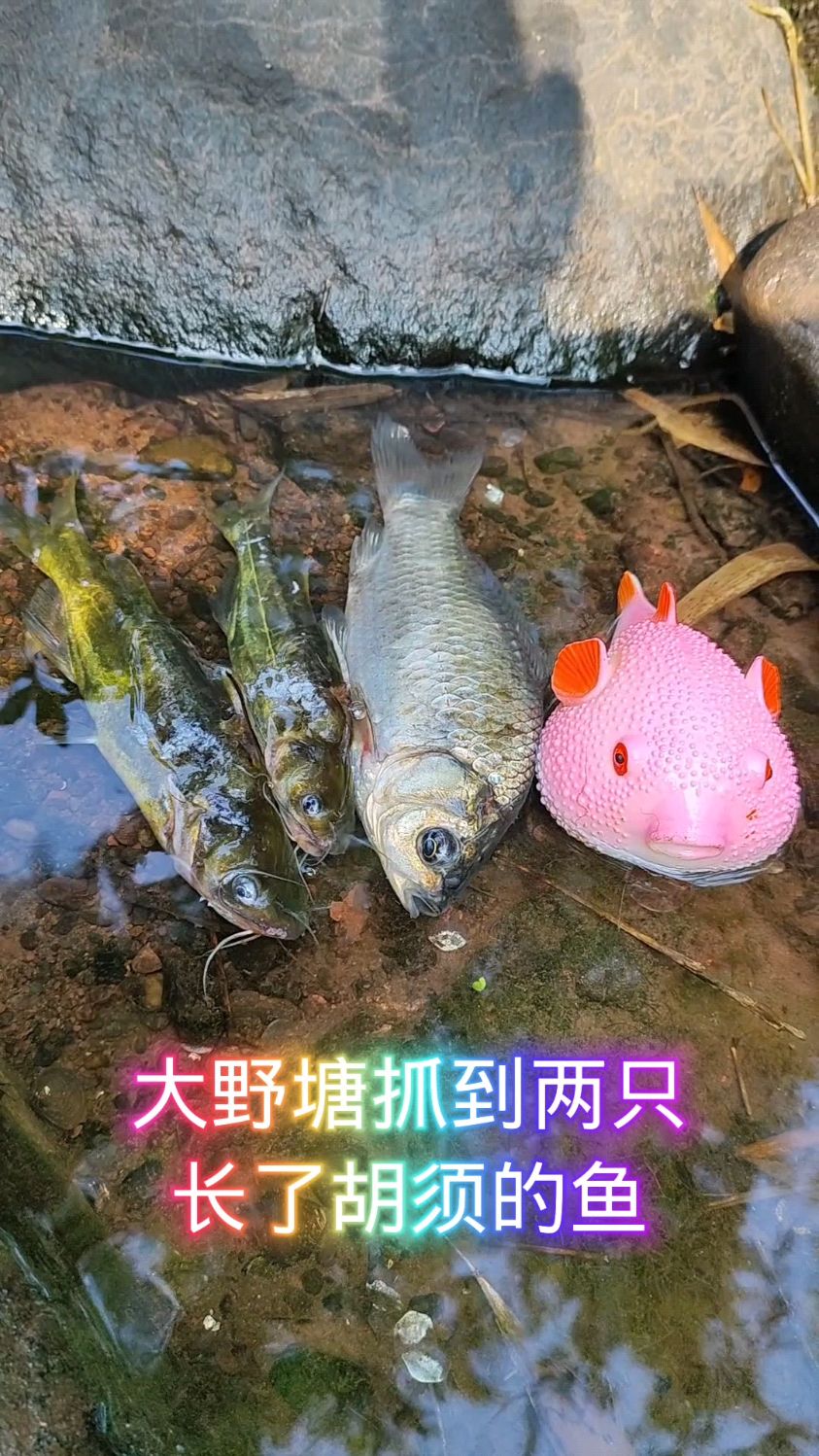 在大野塘抓到两只长了胡须的鱼