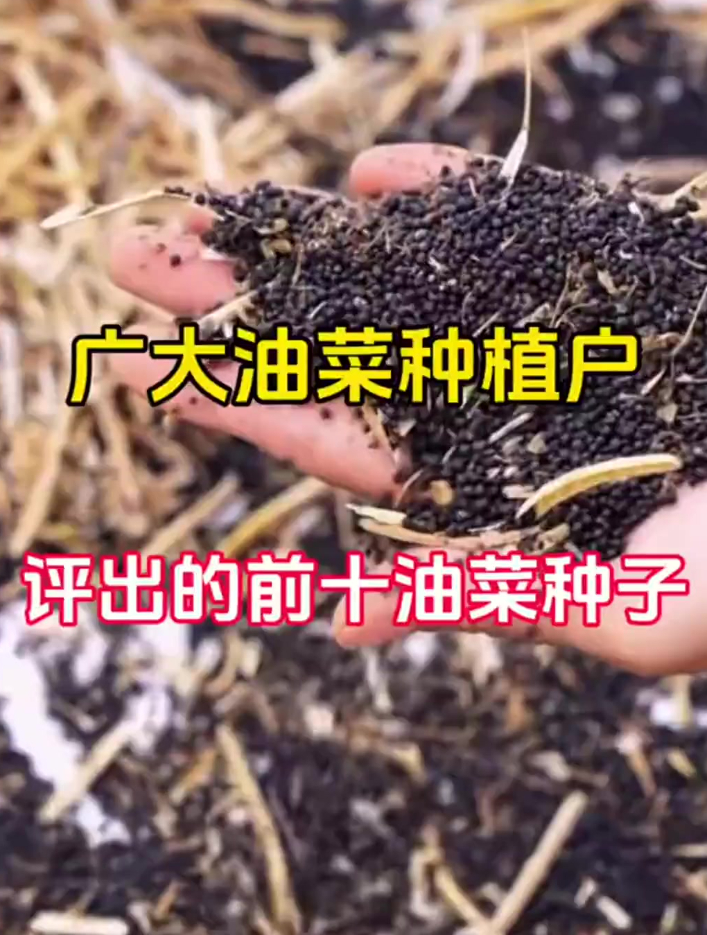 广大油菜种植户评出的前十油菜种子