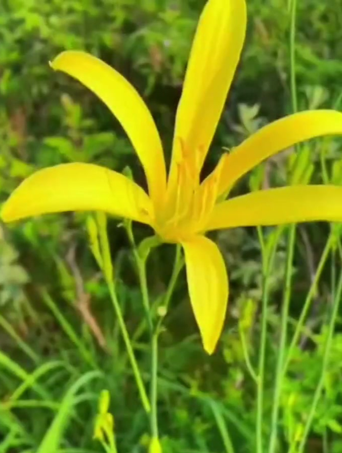 种一次可以多年收获的蔬菜,您知道有哪些?